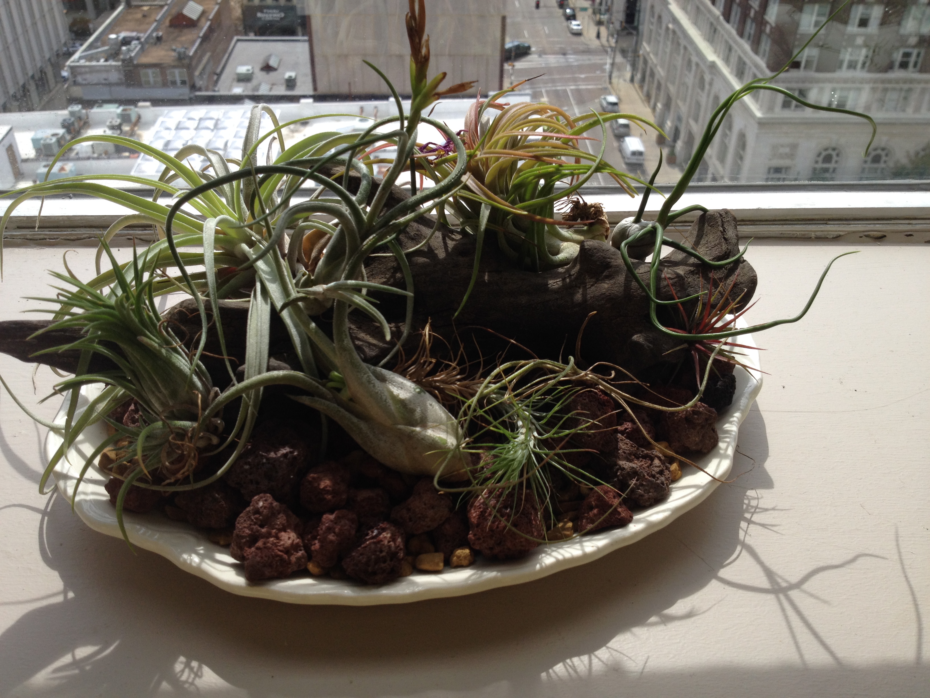 airplants in office window